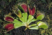 A Venus Flytrap sourced from Britannica online.