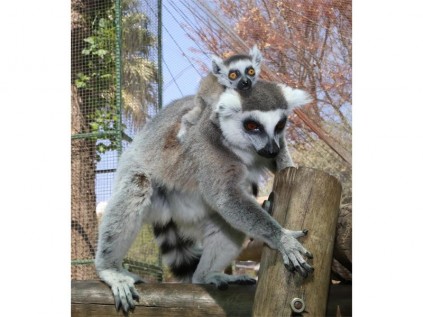 Another exciting addition came in the form of a baby male Ring-tailed Lemur.