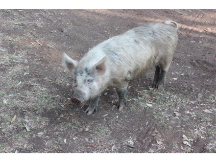 HAPPY RESIDENT: A pig roams around at Alberton Dam's animal faciltiy.