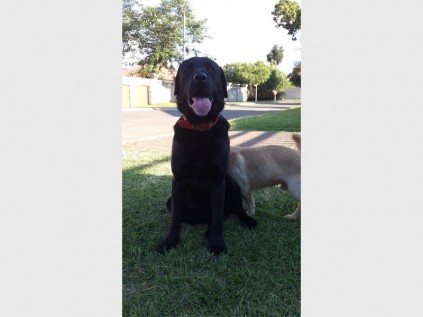LOOKING FOR OWNERS: Black Labrador found in Mayberry Park on Friday January 16
