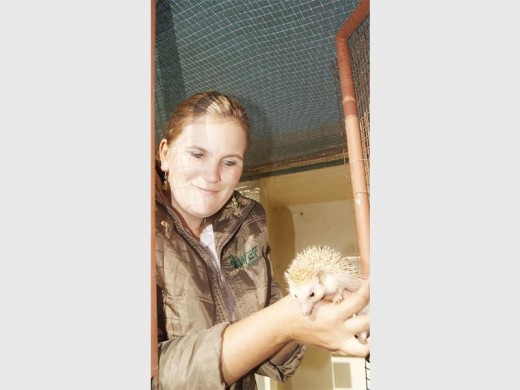 TINY PRICKLE: Nicolene Wagenaar holds a baby African white hedgehog at Rietvlei Zoo Farm.