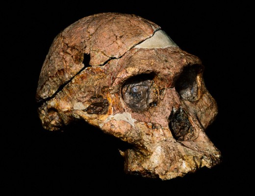 The most complete cranium of Australopithecus africanus found to date was discovered in Sterkfontein. Originally called Plesianthropus transvaalensis and nicknamed "Mrs. Ples," the specimen was later determined to be an Australopithecus. The skull is today in safe keeping at Transvaal Museum in Pretoria. --- Image by © Gallo Images/CORBIS