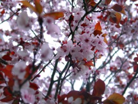 Photo: freeimages.com