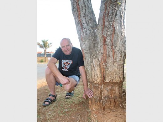 RING BARKED: Brackendowns resident, Doug Holmes, has noticed that three trees in Oliphant Street have been ring barked and are now slowly dying.