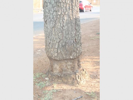 SLOWLY DYING: Three trees in Oliphant Street were reportedly ring barked.