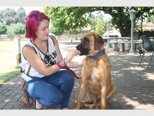 NEEDS THE BLESSING: Kimberley Webster with Max, a one-year-old Boerboel cross she said has had a very difficult time since birth.