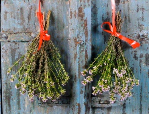 Bunches of thyme hanging up to dry