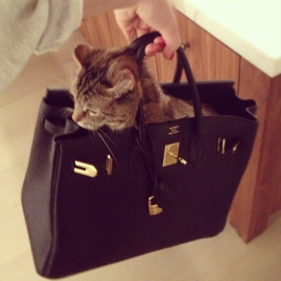 tumblr_muimjd3DpW1rc6h4do1_400