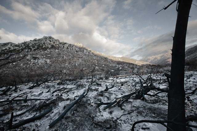 Bare trees and rocks in snowy field