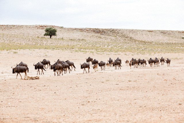 Wildebeest, South Africa