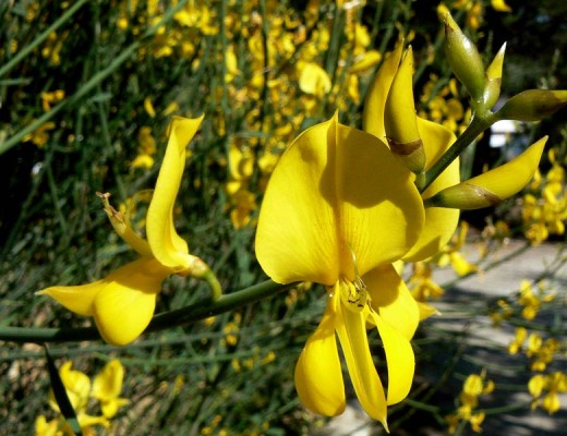 Spanish broom