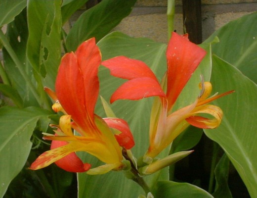 Indian shot (Canna lily)