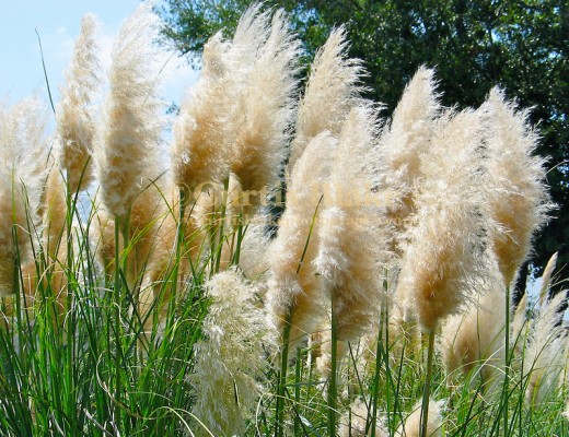 Pampas Grass