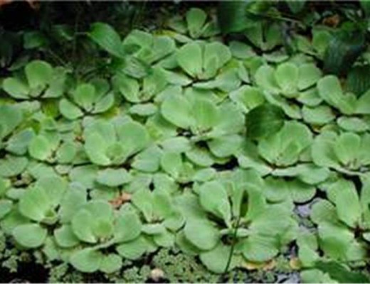Water lettuce