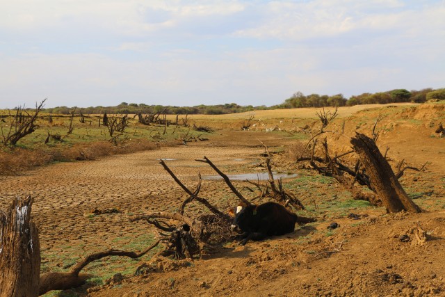 15 Nov 2015, South Africa --- Carcasses of livestock are scattered over the dried out Molatedi Dam in north west South Africa, which is experiencing its worst drought in decades, pictured 15 November 2015. Photo: Stuart Graham/dpa --- Image by © Stuart Graham/dpa/Corbis