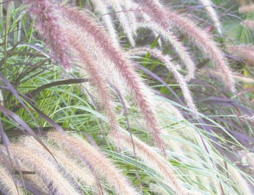 Fountain grass