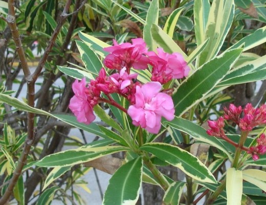 Oleander