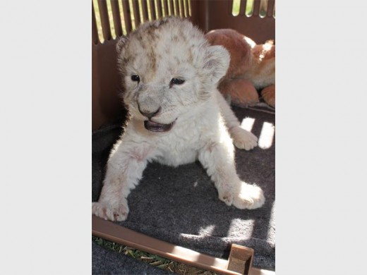 KLEIN : Die welpie is twee weke oud en is tans in die sorg van Lombardi Lions.