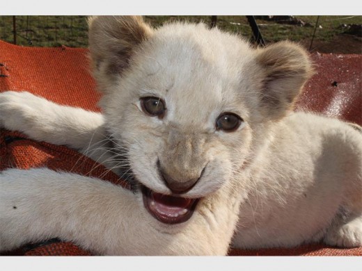 OULIK : Een van die welpies by Lombardi Lions.