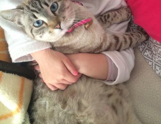 SHE’S LOST: Help the Beukus family to find their cat.