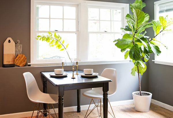 apartment-therapy-fiddle-leaf-fig-tree
