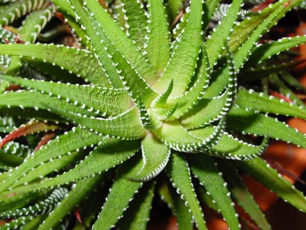 img_how_to_care_for_an_aloe_vera_plant_properly_986_600
