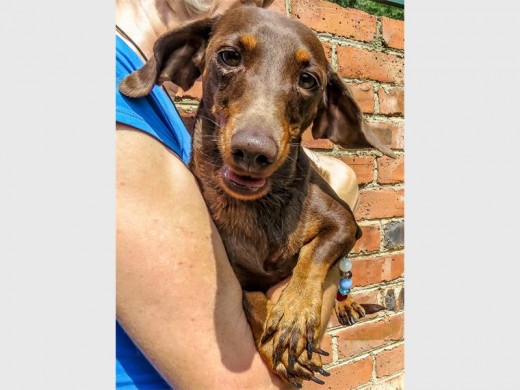 LOOK AT ME: Bella is a four-year-old female dachshund who is longing for a new home. She's the sweetest girl. Call Alberton SPCA on 011 907 1568 and quote reference number MM7.