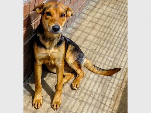 STILL A PUPPY: This female puppy is only nine months old. She's a medium cross breed, super-friendly and in dire need of a home she can call her own. Call Alberton SPCA on 011 907 1568 and quote reference number K25.
